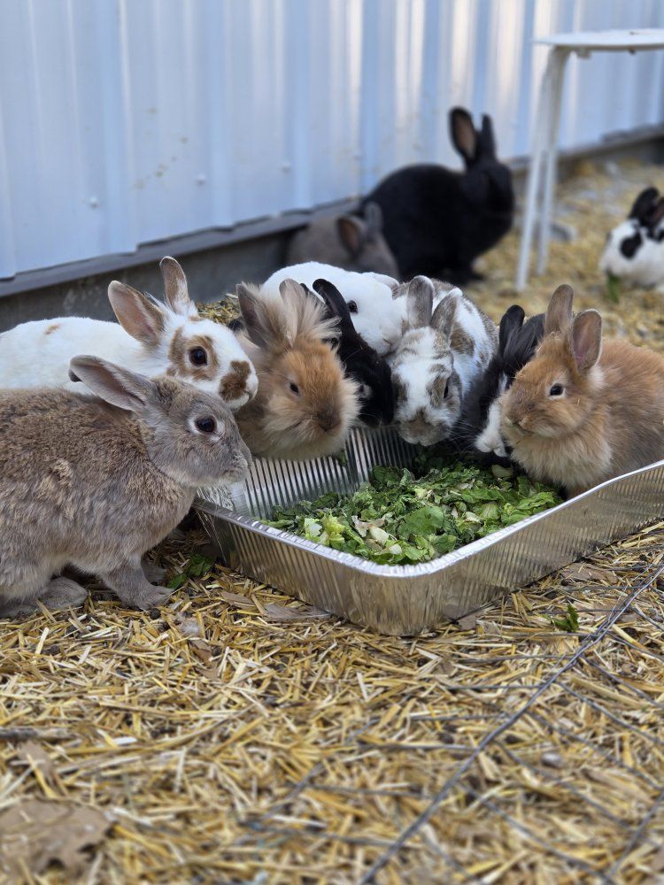 Rabbits