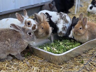 Rabbits
