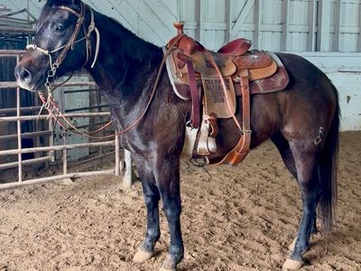 Well Started 2 Year Old AQHA Filly