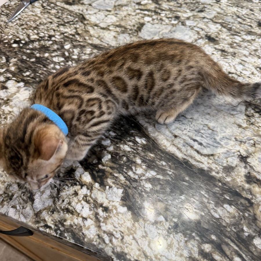 Adorable Bengal Kittens- Seeking Forever Home