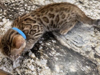 Adorable Bengal Kittens- Seeking Forever Home