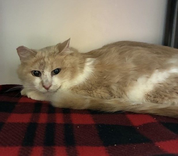 A164306 Shiva is Available for Adoption!
