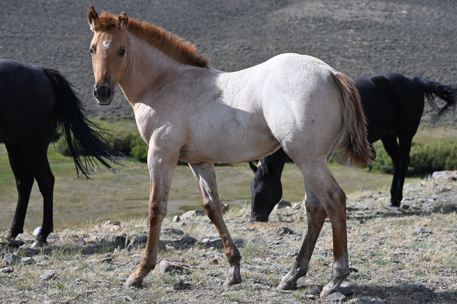 2026 AQHA Red Dun Roan Filly. 