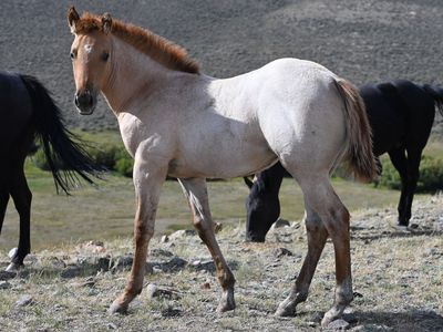 2026 AQHA Red Dun Roan Filly.