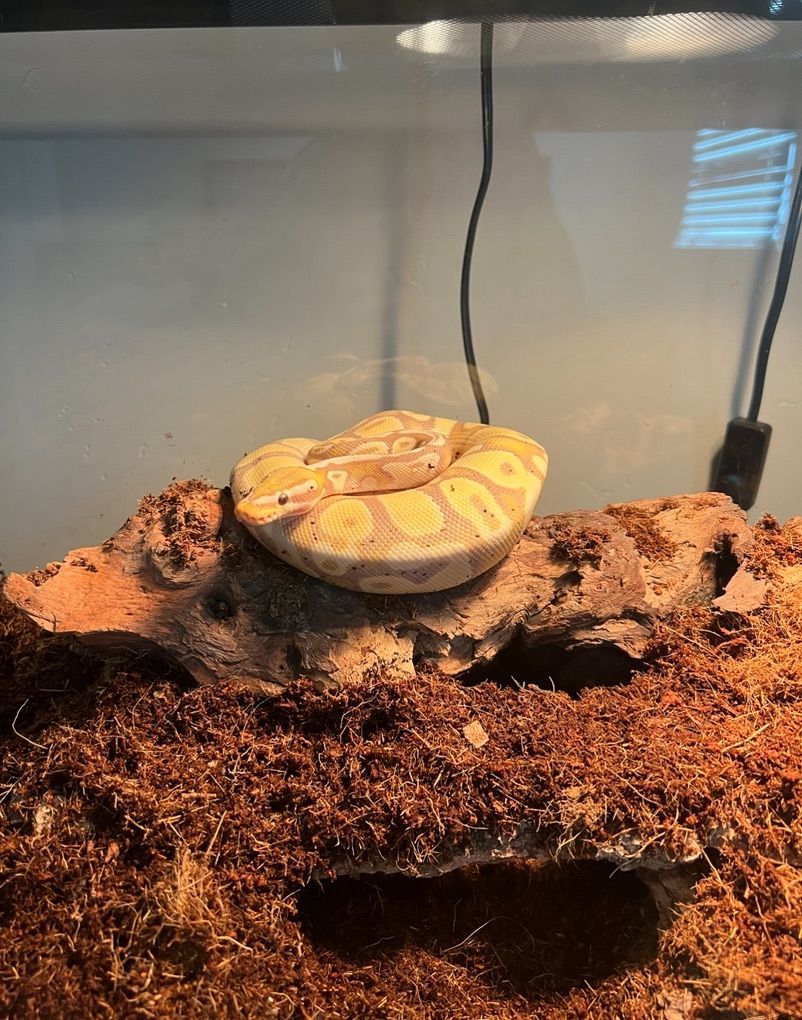 Ball Python