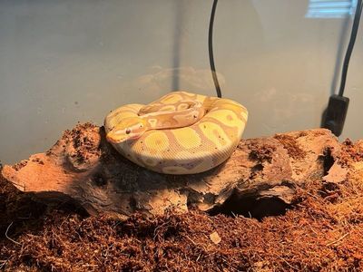 Ball Python