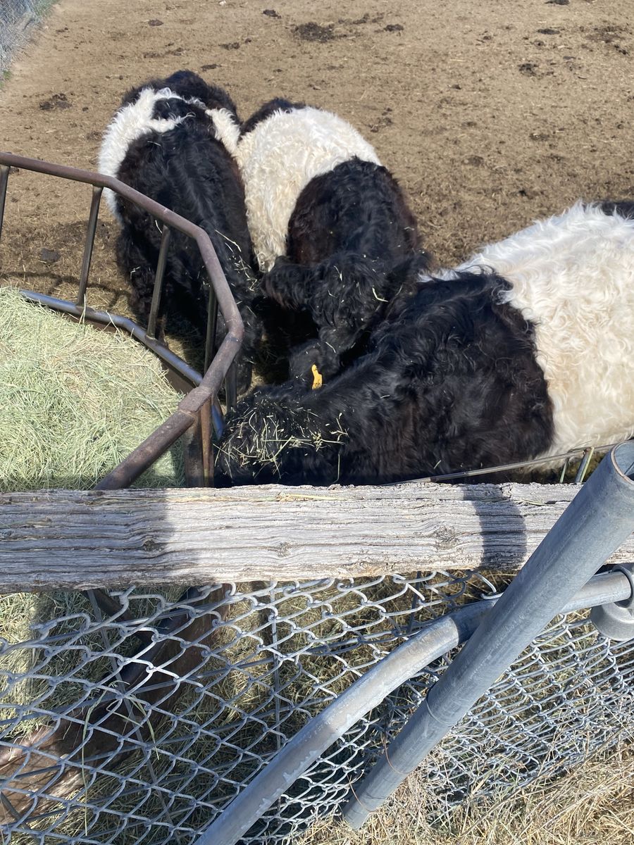 Mini belted galloways pairs
