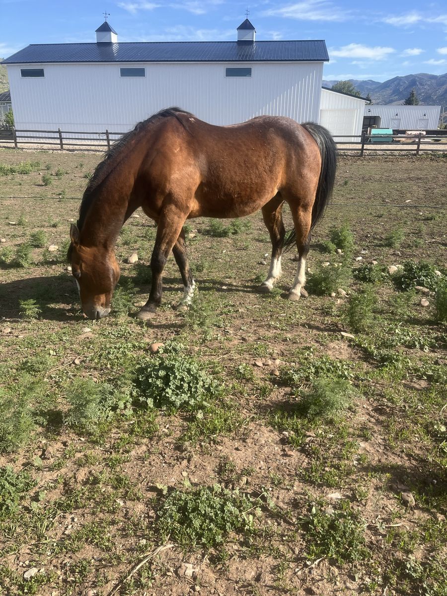 Horse for sale