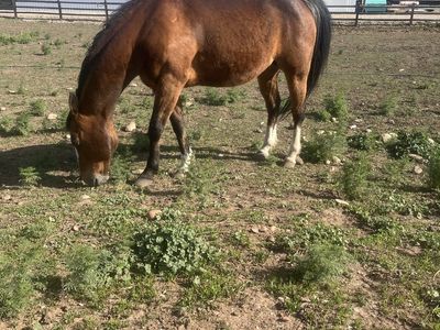 Horse for sale