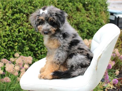 Mini Bernedoodle *like goldendoodle*