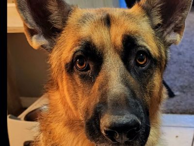 PLEASE READ — Looking for a temporary home for my boy