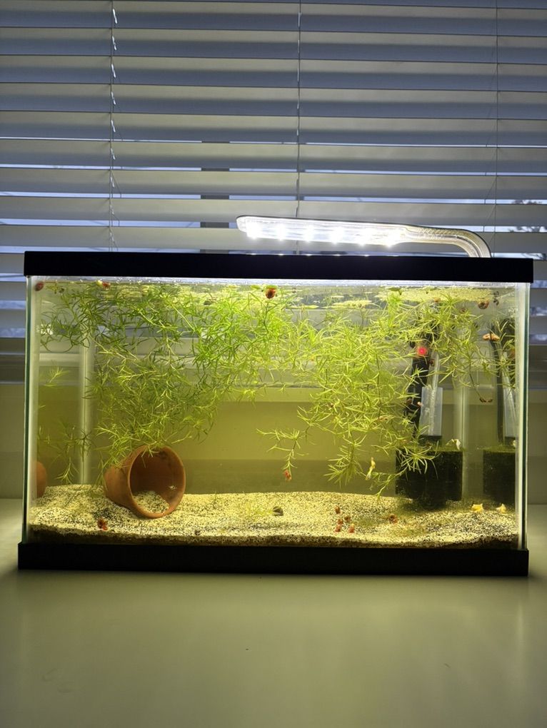 Full Aquarium Set With Live guppies