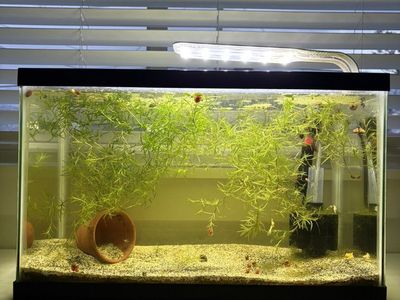 Full Aquarium Set With Live guppies