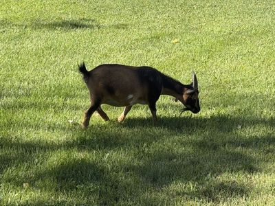 Pygmy/Nigerian Dwarf Goats