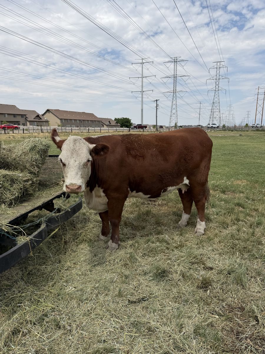 Purebred Hereford Cow (pregnant)