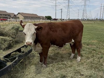 Purebred Hereford Cow (pregnant)