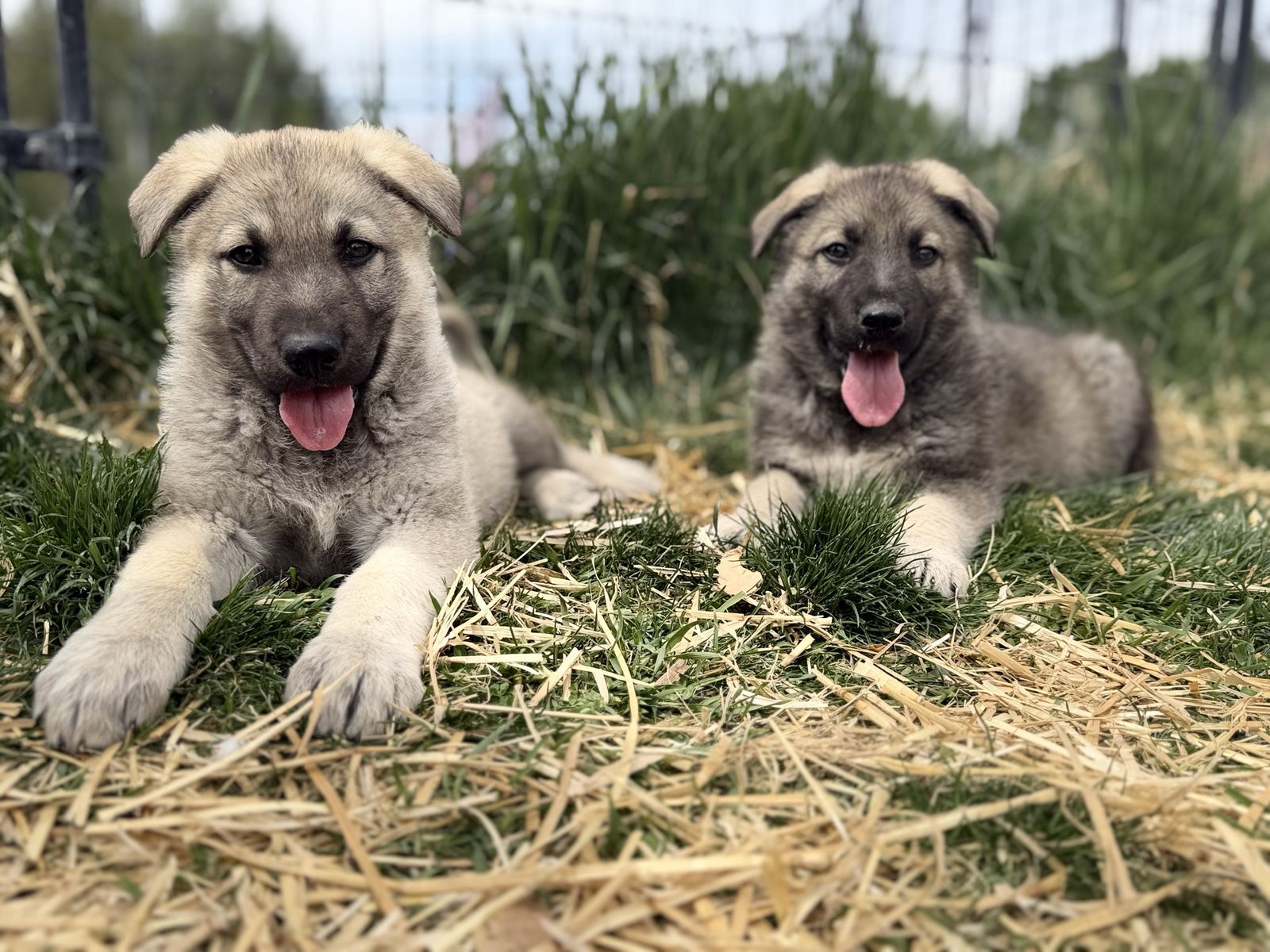 German Shepherd Puppies & Adults Available | 100+ Years Breeding Experience | Vaccinated & Microchipped