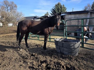 16H OTTB Gelding