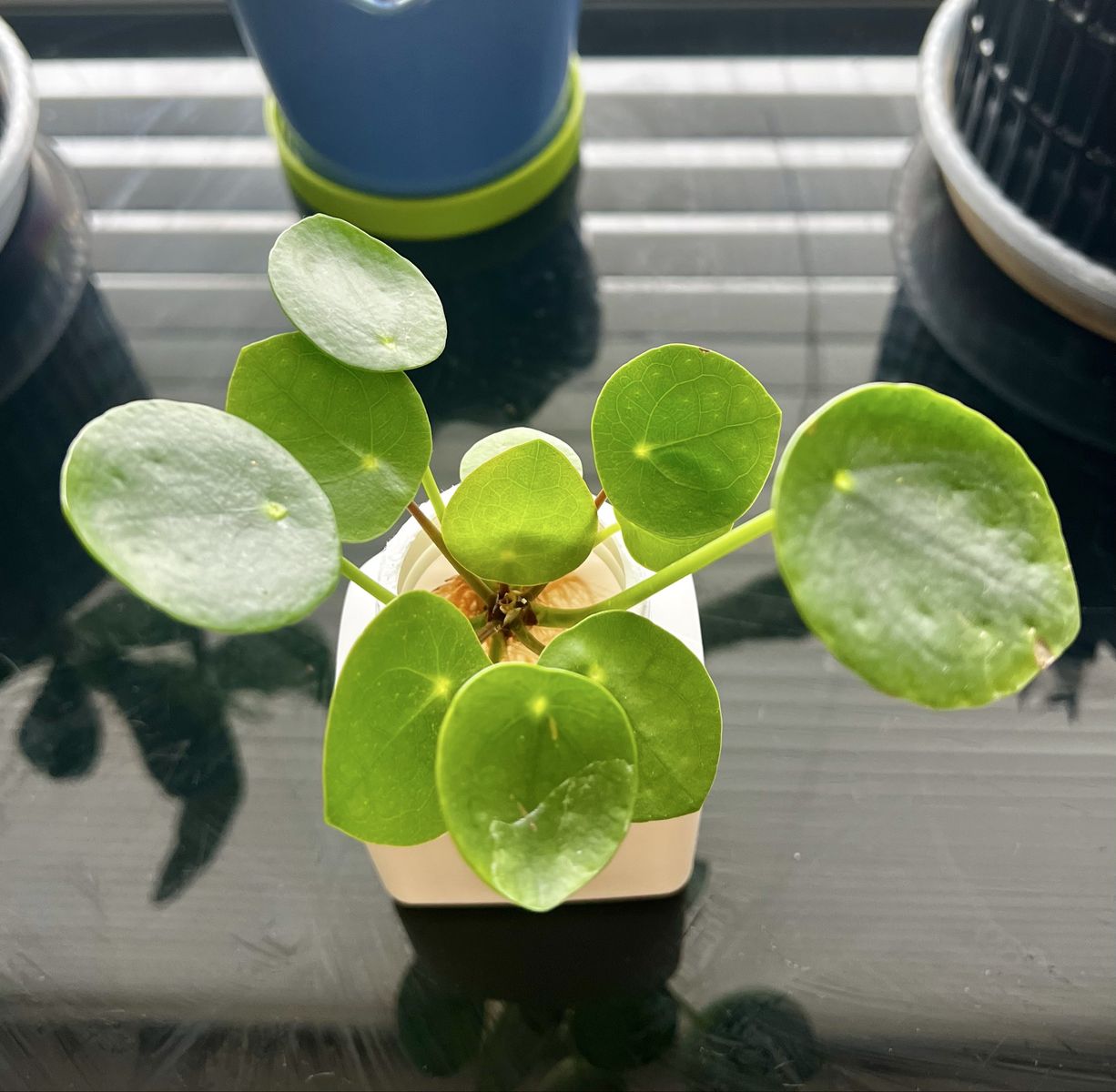 Piles Peperomioides – Chinese Money Plant