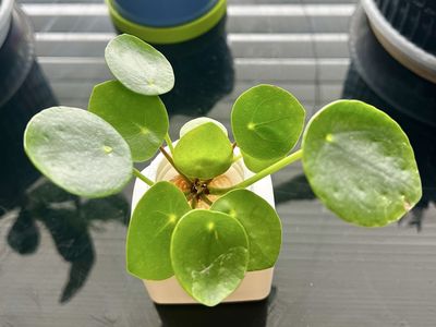 Piles Peperomioides – Chinese Money Plant