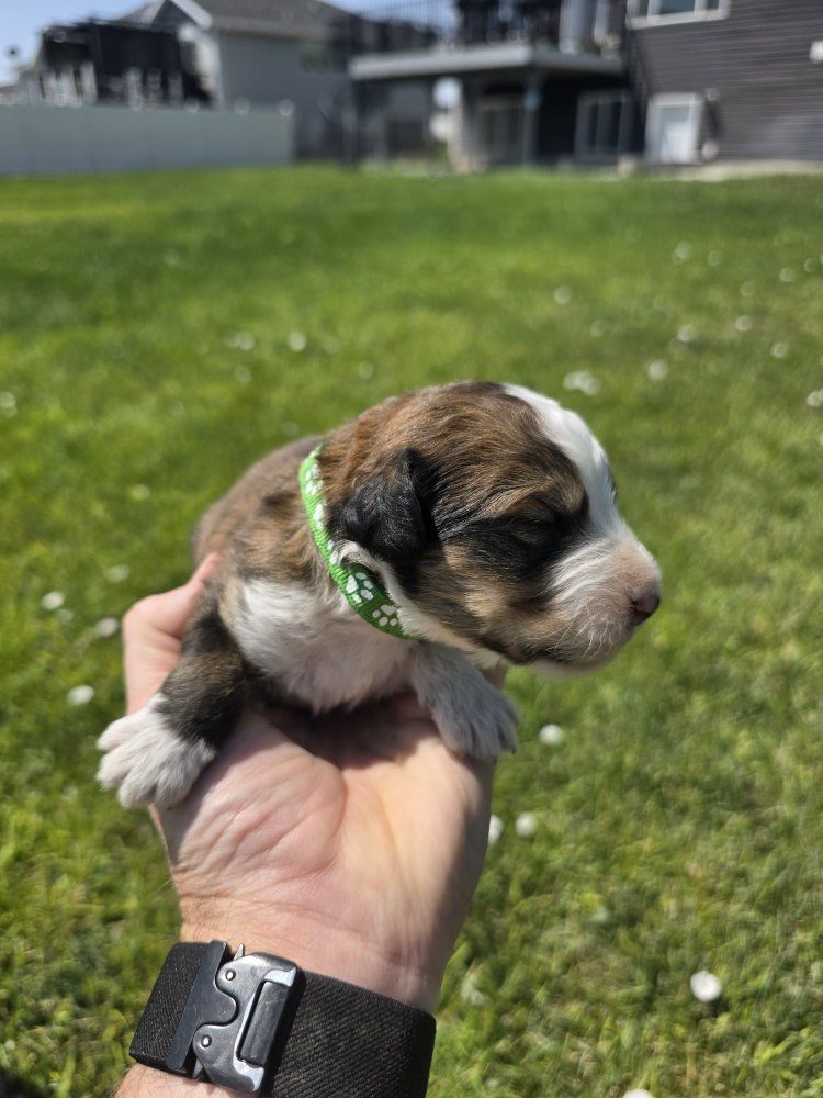 F1 Standard Bernedoodle Puppies! Beautiful Marble Brown Colorings!  Happy to send videos! 