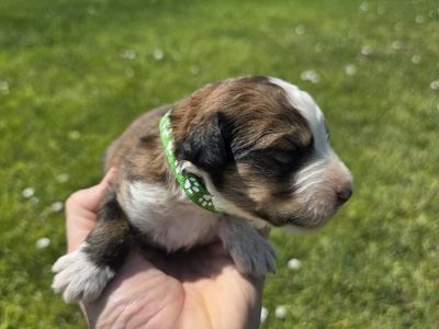 F1 Standard Bernedoodle Puppies! Beautiful Marble Brown Colorings! Happy to send videos!