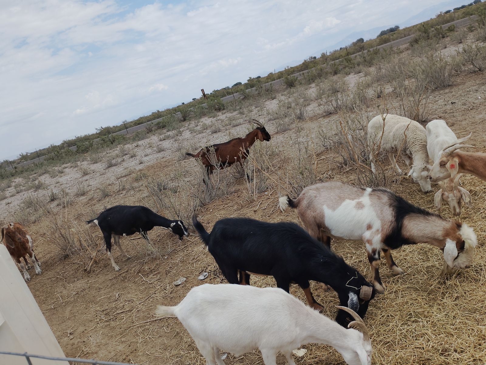 Goats herd