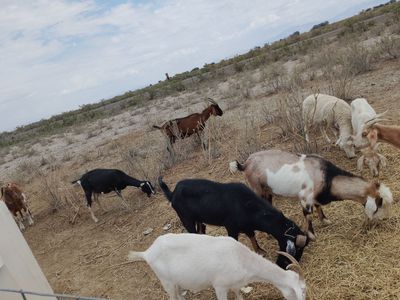 Goats herd