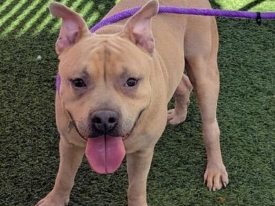 Hello my name is McLovin