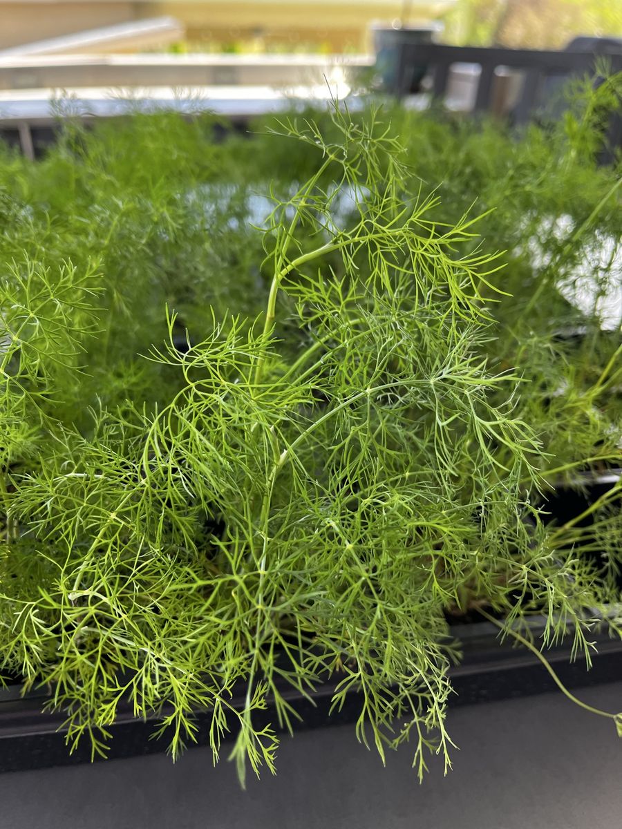 Freshly Grown Elephant Dill Plants - Ready to Transplant for Your Garden