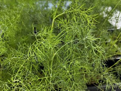 Freshly Grown Elephant Dill Plants - Ready to Transplant for Your Garden
