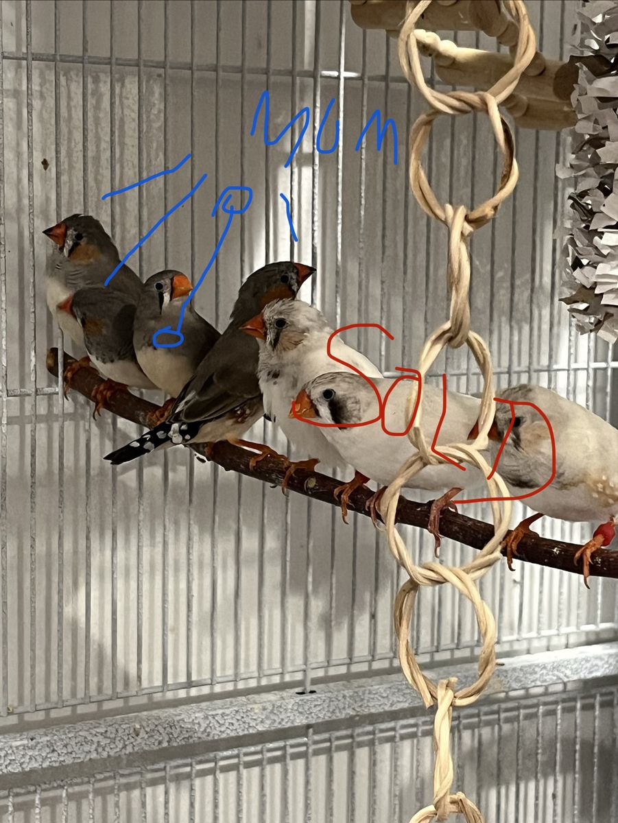 3 Male Zebra Finches