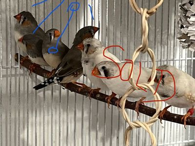 3 Male Zebra Finches