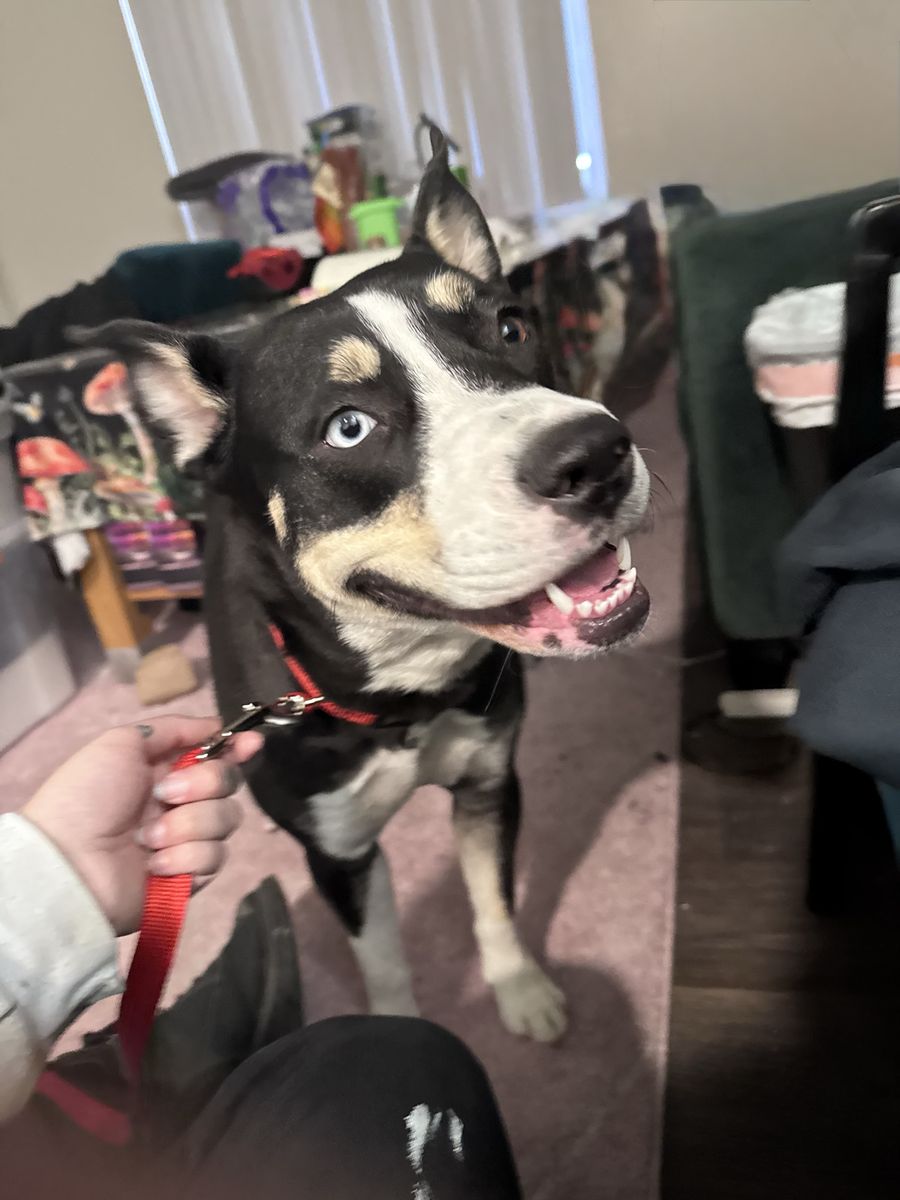 To a good home