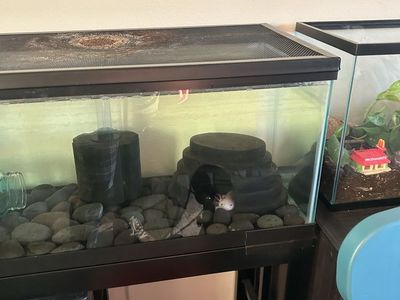 Male Axolotl and tank set up