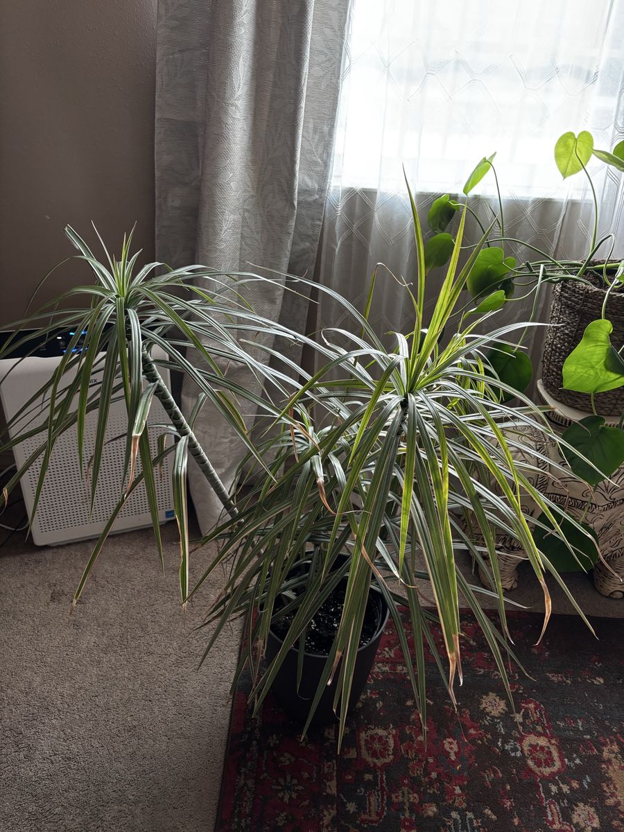 Final Price!! Paying for school !!Large Dracaena Marginata Dragon Tree Houseplant - 3 Plants in Pot
