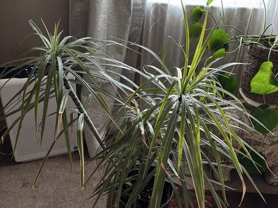 Final Price!! Paying for school !!Large Dracaena Marginata Dragon Tree Houseplant - 3 Plants in Pot
