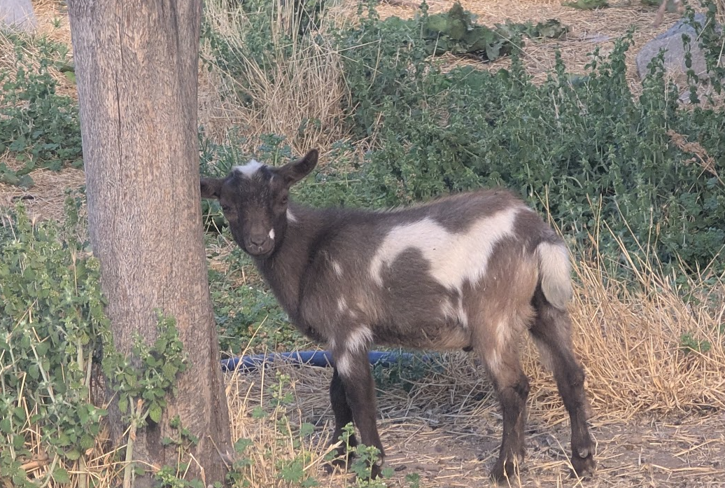 Nigerian Dwarf Goats - about 4 months old