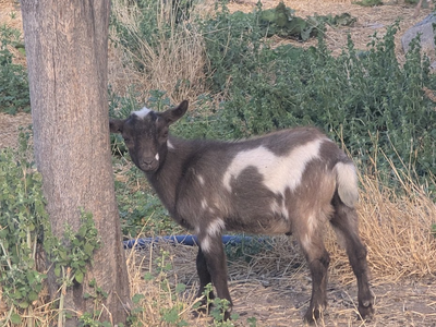 Nigerian Dwarf Goats - about 4 months old