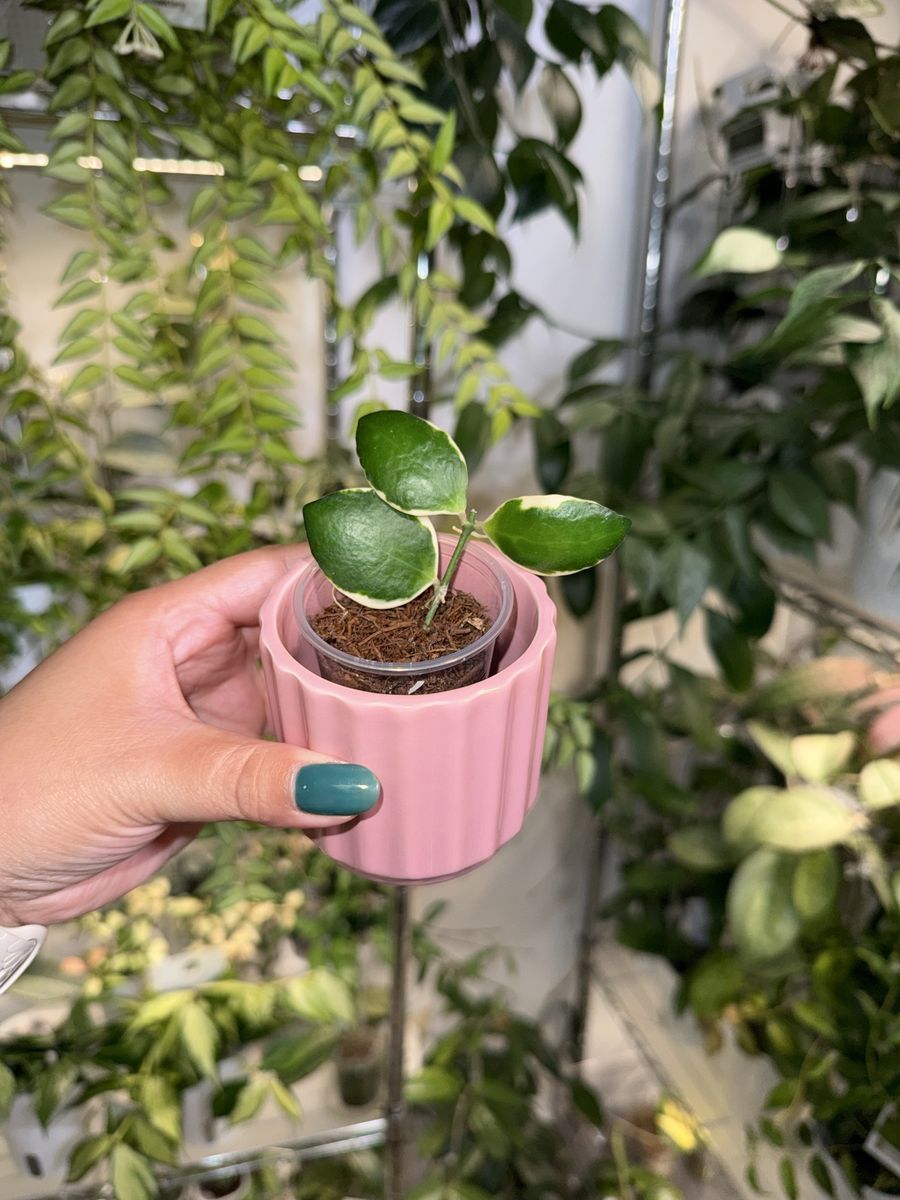 Hoya incurvula ‘Palta’ - Plant