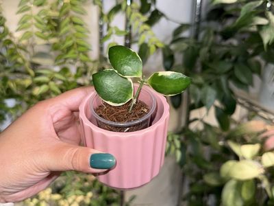 Hoya incurvula ‘Palta’ - Plant