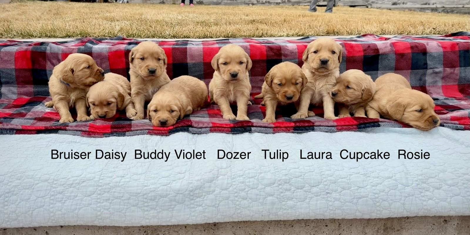 AKC Golden Retriever Puppies…Adventure Ready April 10