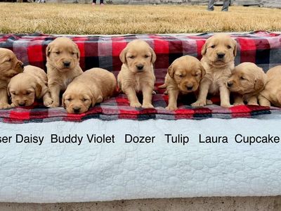 AKC Golden Retriever Puppies…Adventure Ready April 10