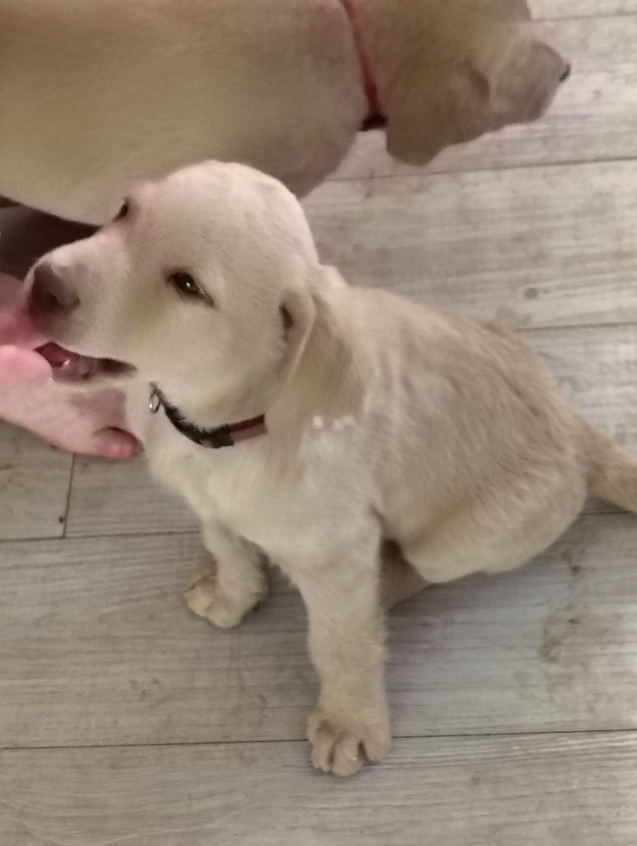 Chesapeake Bay Retriever Puppy