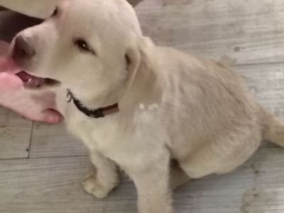 Chesapeake Bay Retriever Puppy
