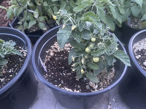 Tomato & Pepper Seedlings for Sale