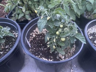 Tomato & Pepper Seedlings for Sale