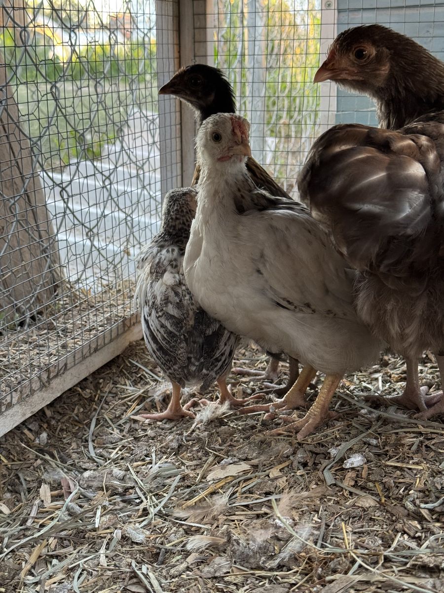 Assorted  Chicks Straight Run BYM