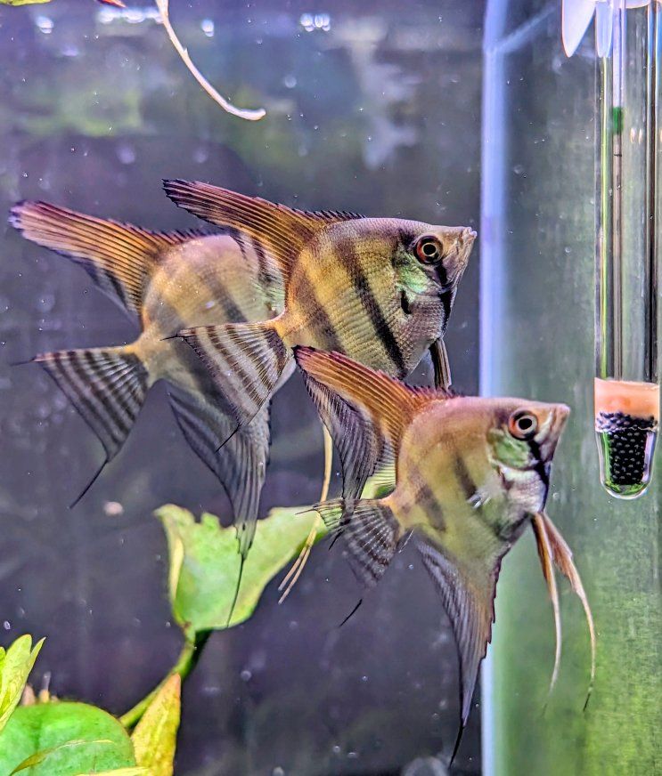 Silver Angelfish - juvenile