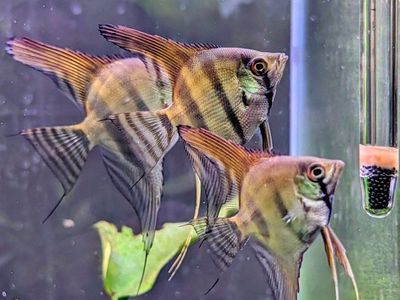 Silver Angelfish - juvenile